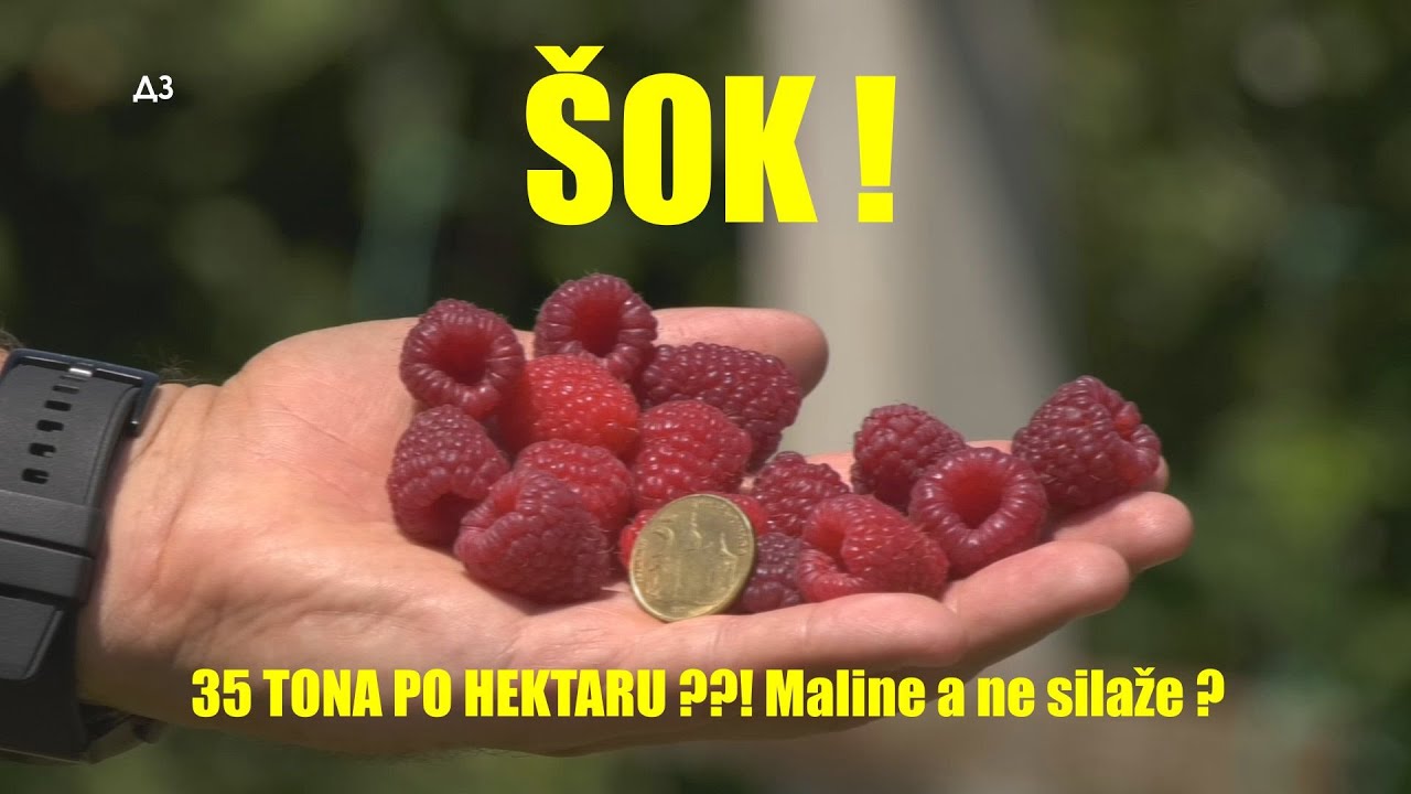 ŠOK -35 tona maline po hektaru i TO U PRVOJ GODINI ! Da li je MOGUĆE ?? Malina a ne silažni kukuruz!