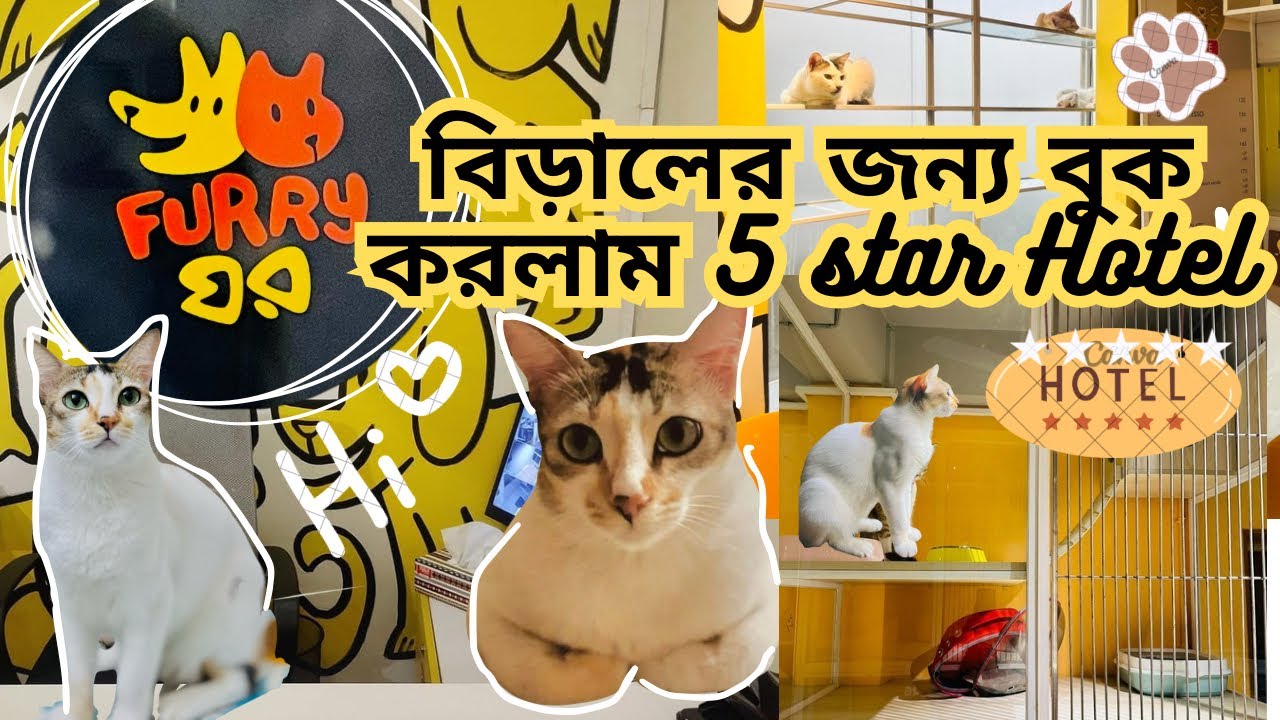 𝓥𝓵𝓸𝓰#378 বিড়ালের জন্য book করলাম 𝟓 𝐒𝐭𝐚𝐫 𝐇𝐨𝐭𝐞𝐥 ⭐️ 𝐅𝐮𝐫𝐫𝐲𝐠𝐡𝐨𝐫 || 𝐂𝐚𝐭 𝐯𝐢𝐝𝐞𝐨𝐬 𝐁𝐚𝐧𝐠𝐥𝐚𝐝𝐞𝐬𝐡 🐈