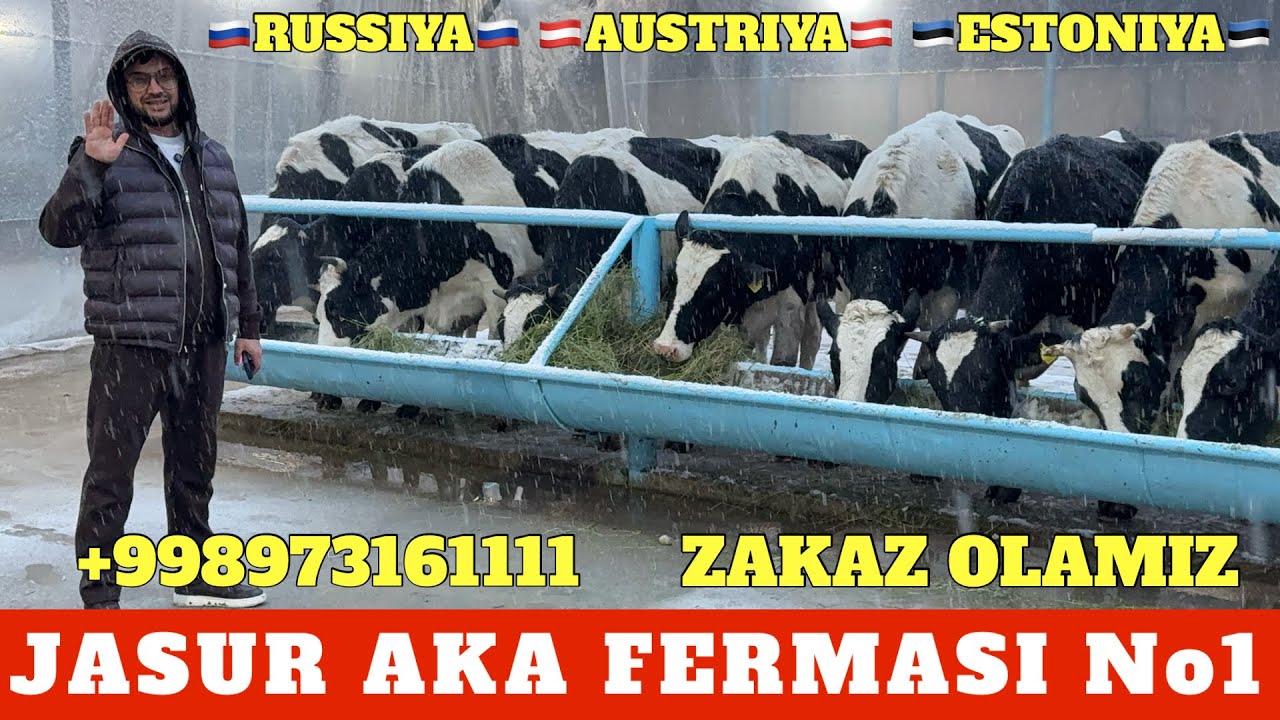 JASUR AKA FERMASI No1 47 mln BO'G'OZ SIGIRLA AKSIYA NARXIDA JERSIY SIMENTAL BUQA VA SIGIRLA YO'LDA.