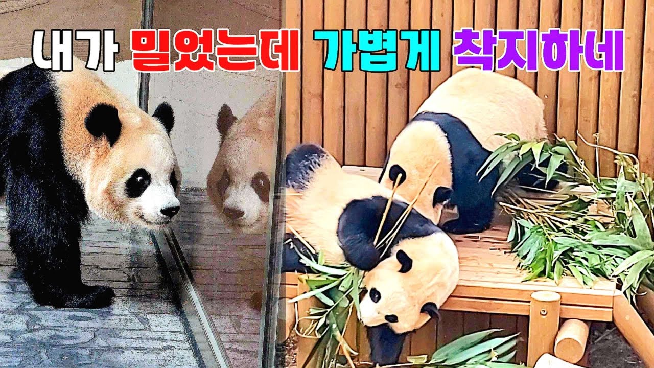 놀라워라 눈부시게 아름다운 착지 태크닉 루이바오 후이바오 26.02.27