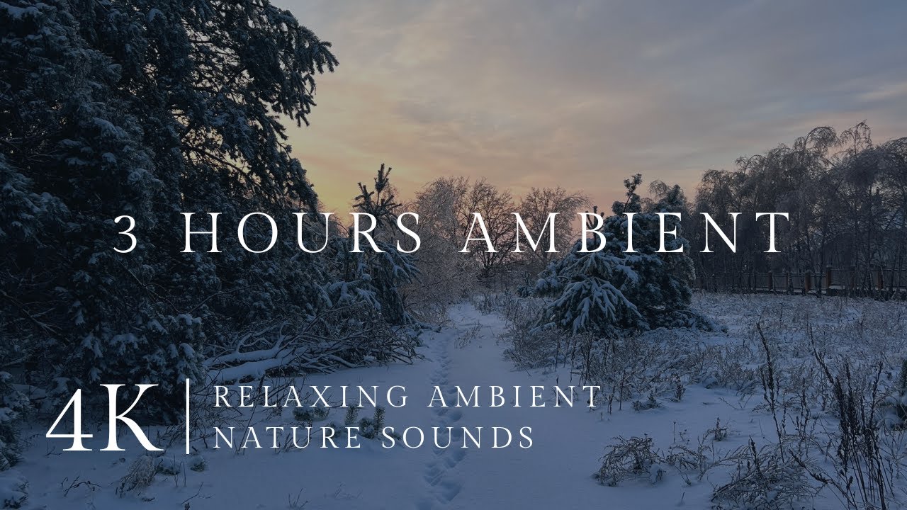 3 Hours Winter Forest Ambient (Seamless Loop) | Calm Wind, Soft Birds & Relaxing Music