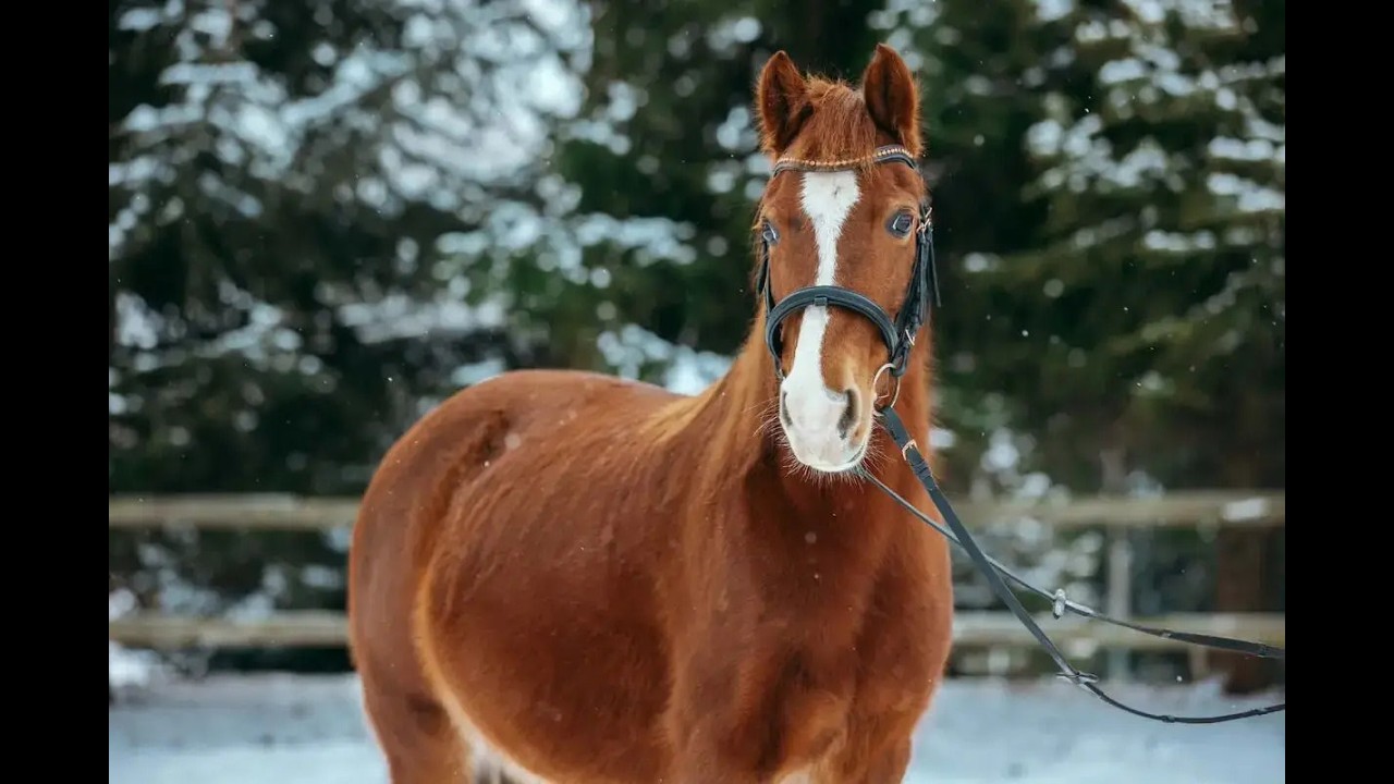 Czech Sport Pony | Mare | My Princess  @TMHorsesPonies