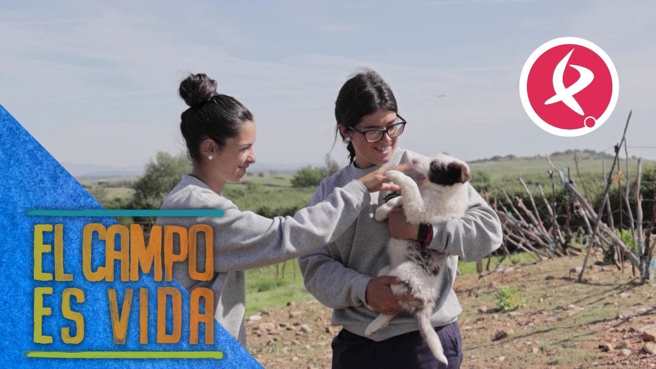 Esta pequeña border collie merle es la nueva perra pastora de Isabel y Lidia  | El campo es vida