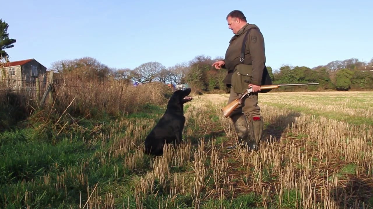 Gundog training Hard mouth in Gundogs