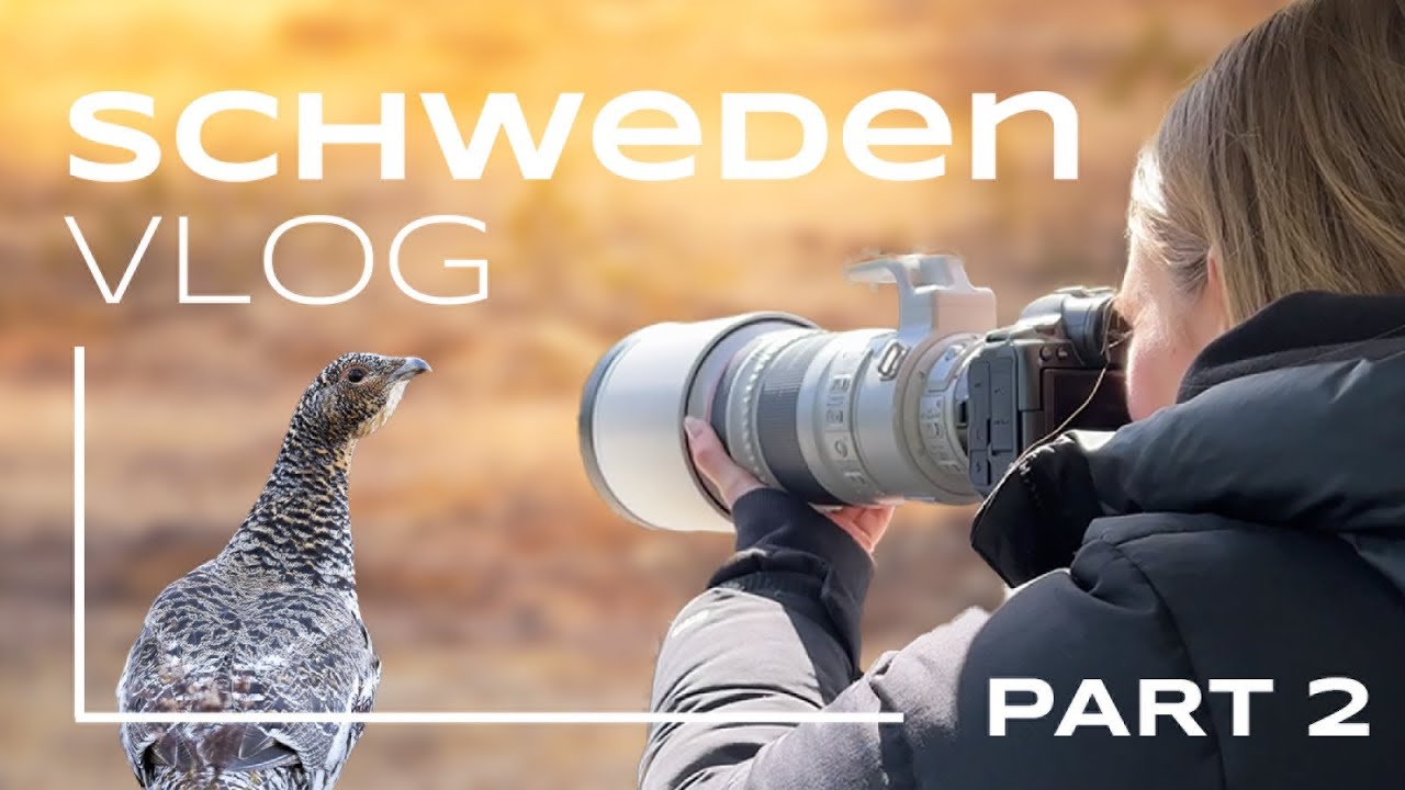 Schwedens Tierwelt - Unsere Fotoreise (Part 2)