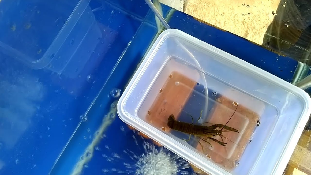 Membuat KOTAK PENGERAMAN LOBSTER Air Tawar