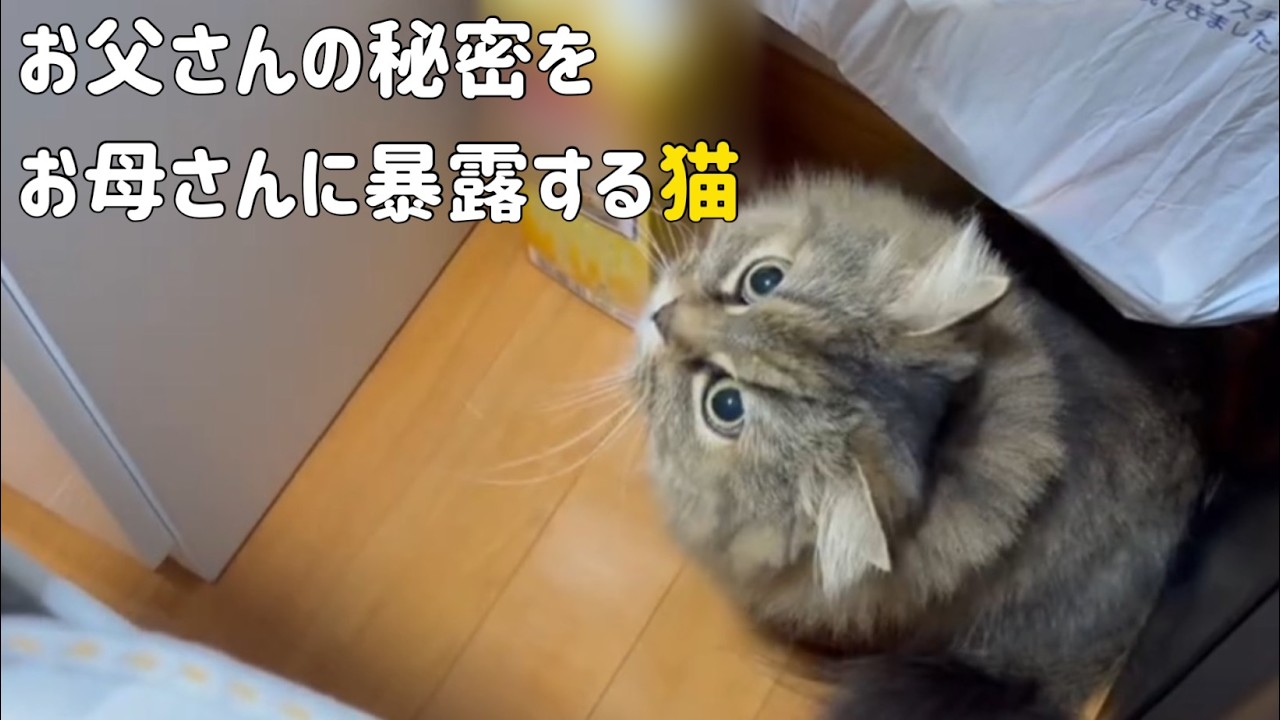 お父さんの秘密をお母さんに教えるネコ