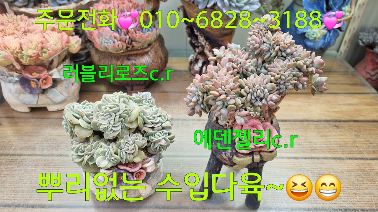 (26.1.27.화)💞러블리로즈 c.r💞에덴젤리c.r💞뿌리없는 수입다육~😁😆