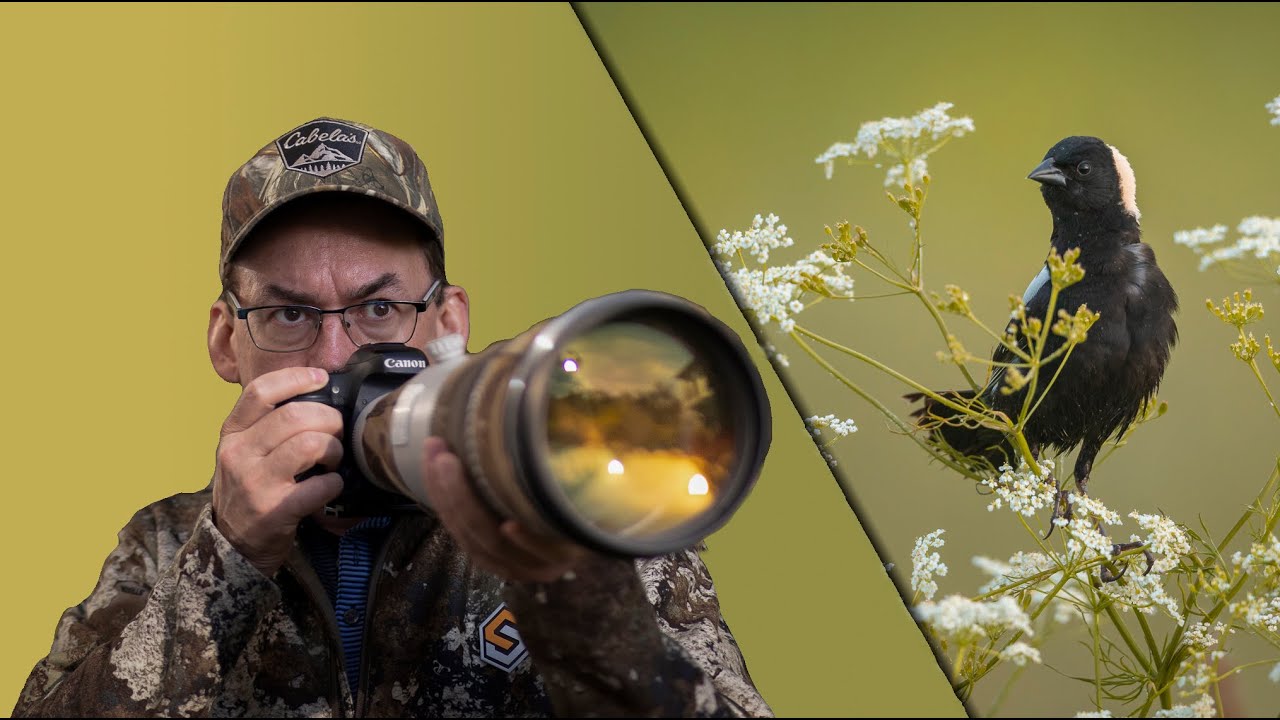 BIRD PHOTOGRAPHY VLOG:  Photographing the Bobolink, the bird that sounds like R2-D2!