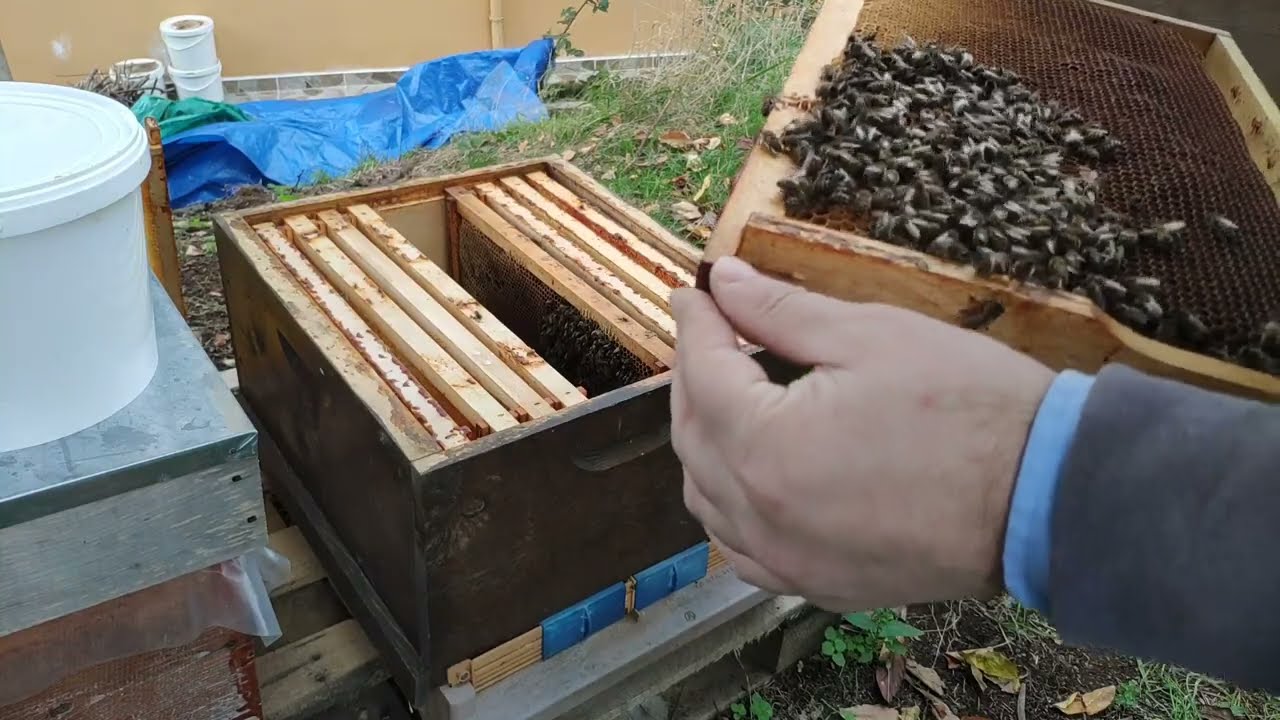 Sıfırdan başlayan bir avuç arının on iki gün sonra ki hâli. (Bu arı test arısıdır!)