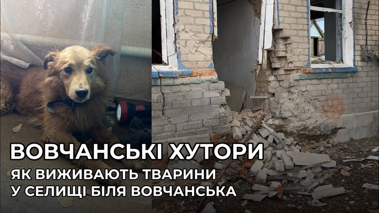 ВОВЧАНСЬКІ ХУТОРИ | Так виживають тварини у селищі біля Вовчанська | Евакуація тварин
