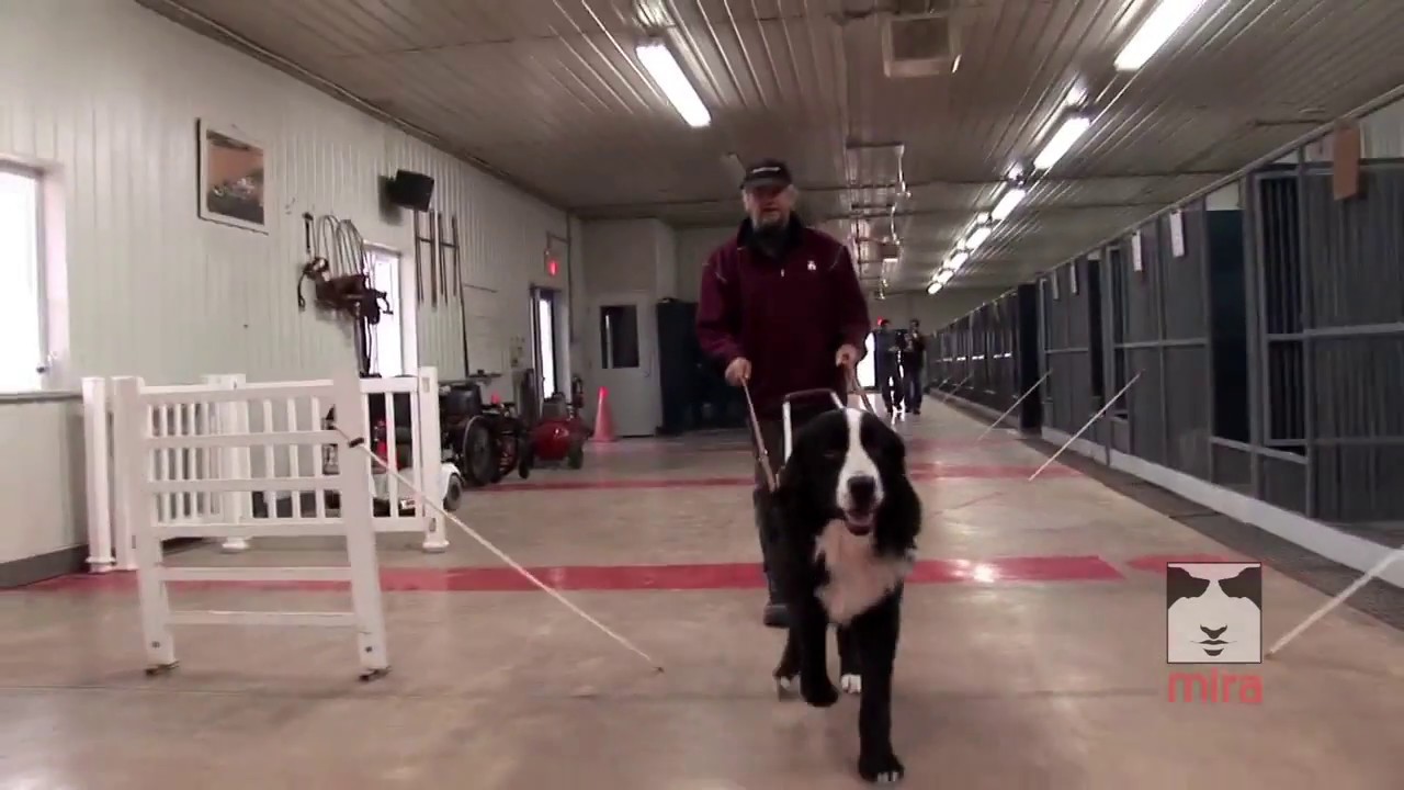 Le chien de réadaptation Mira, un outil thérapeutique
