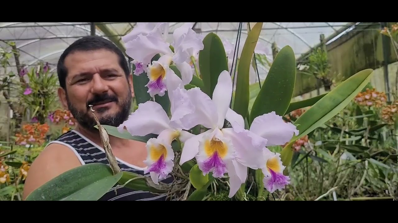 Explosão de Flores de Orquídeas na AWZ.