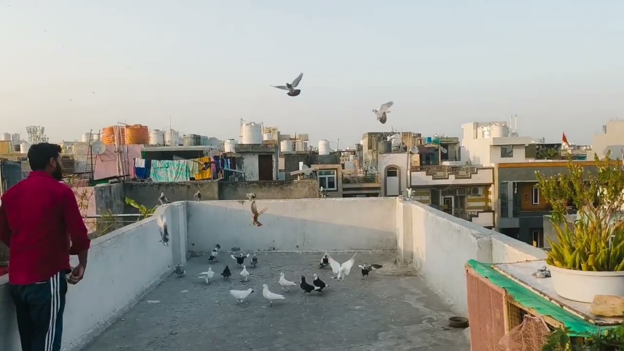 Aj ka shikar shaadi ka 🕊️🥰🥰#viralvideo #youtubevideo #trainingvideo #pigeonlaver @PanjabiHarsh635