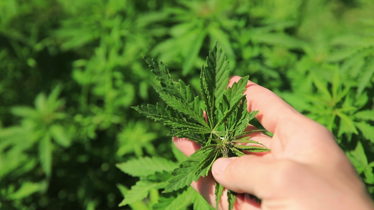 green bushes of marijuana close up