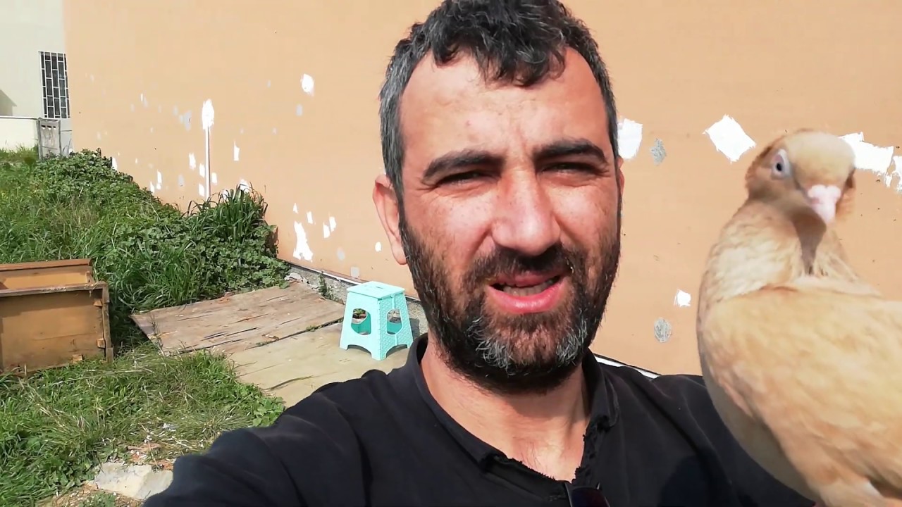 Çok Güzel Bir Kaçak Yakaladım. Yasaklı Günde Avare Güvercin Çektim. Arka Tepe Trakya Güvercini