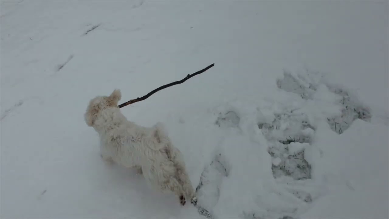 2025 01 04 Freddie in de sneeuw in het Schollebos   015