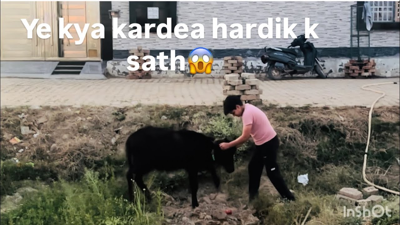 Day-87 aaj sbhi ki mst dood krai hmare भैंस के बच्चे  ne sbki sans guladi bhga bhga k☹️😱