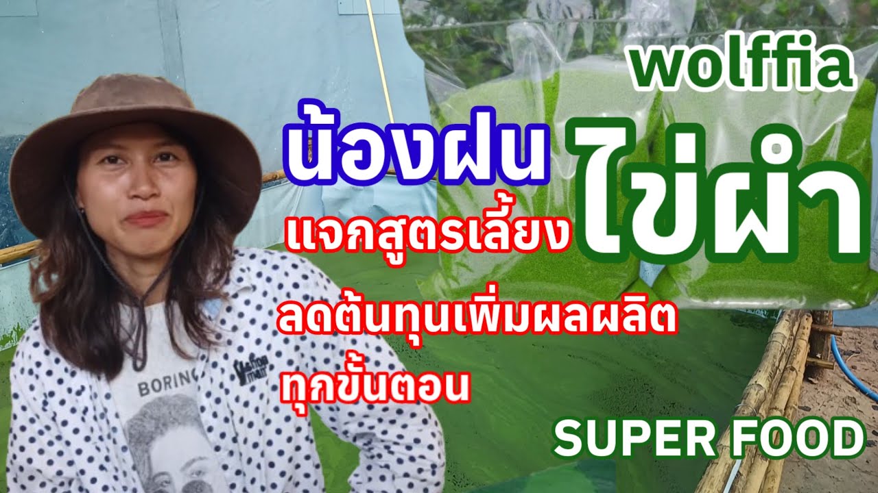 ไข่ผำเลี้ยงง่ายรายได้ดี น้องฝนแจกสูตรเลี้ยงไข่ผำลดต้นทุนเพิ่มผลผลิต ละเอียดทุกขั้นตอน