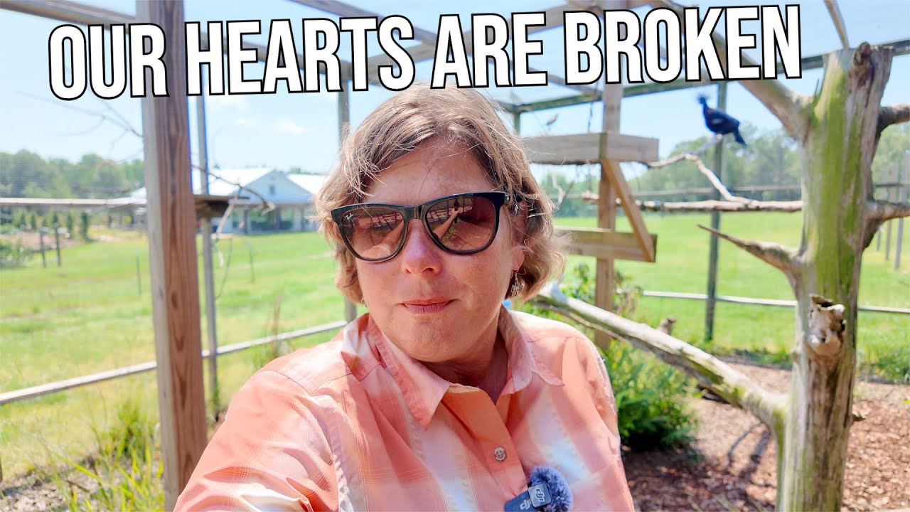 A Sudden Loss on the Farm