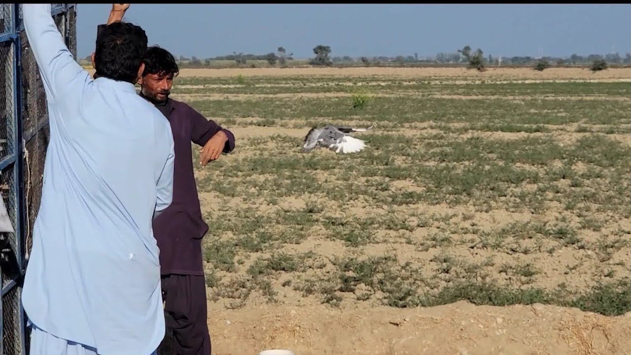 (Alternative) 4 Minutes of Intense Pigeon Fight 😱 Real Kabootar Bazi Competition