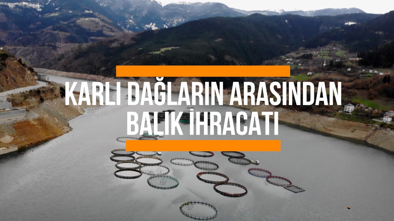 Karlı dağların arasından dünyaya balık ihracatı