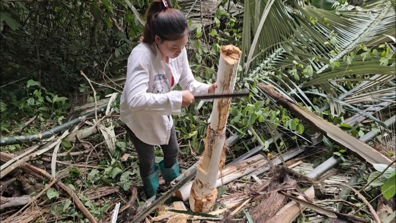 How to harvest wild banana fruit to sell, cut the taro root to cook