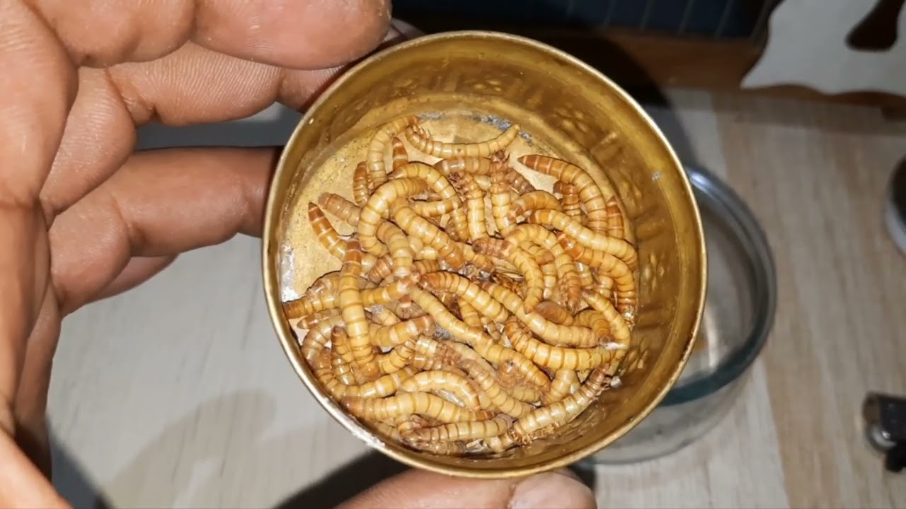 خرجة صيدة عندليب واحد  هاد الفيديو يخليك تعرف تربي الحسنية %  فرجة ممتعه 🫣 متراطي والو 😉