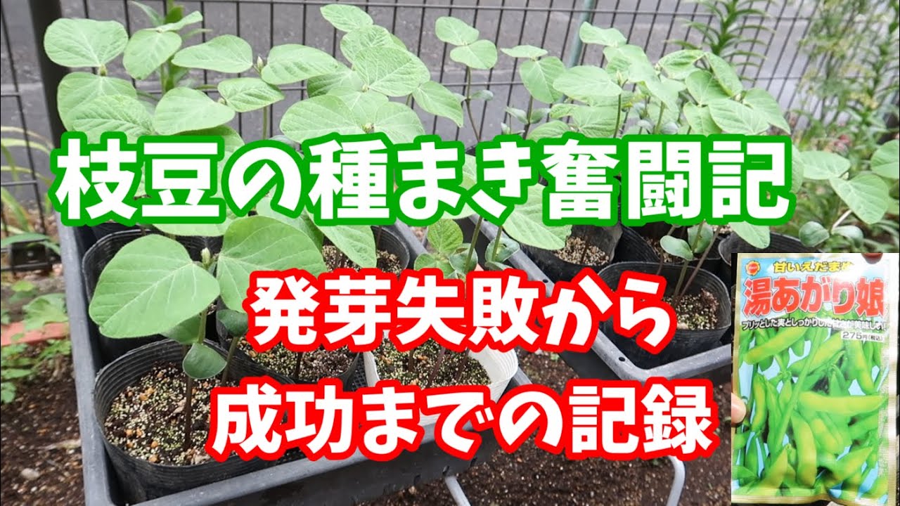 枝豆の栽培①枝豆の種まきの失敗と成功までの記録！種まき～発芽までHappycooking126【枝豆育て方】【枝豆発芽】【湯あがり娘】