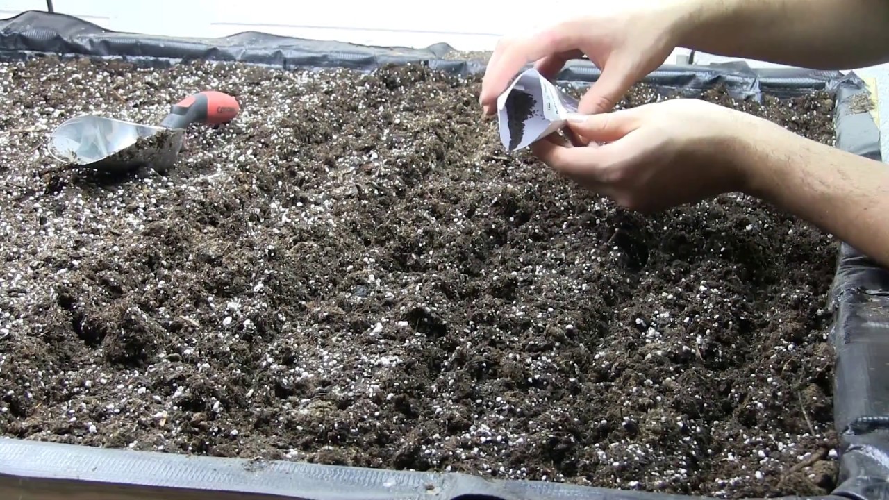 Growing 100% Organically Indoors on 16 Square Feet