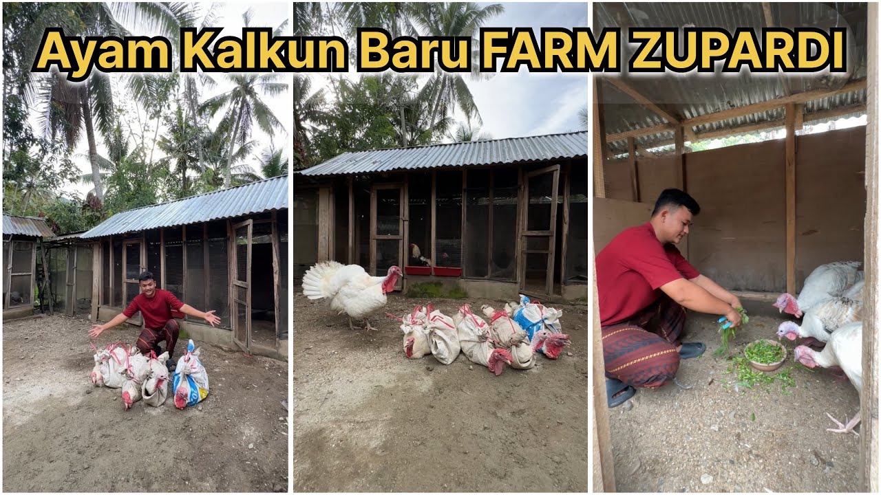 Ayam kalkun baru FARM ZUPARDI
