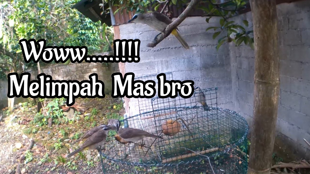 Mikat burung trucuk pakai kandang ini bisa dapat banyak
