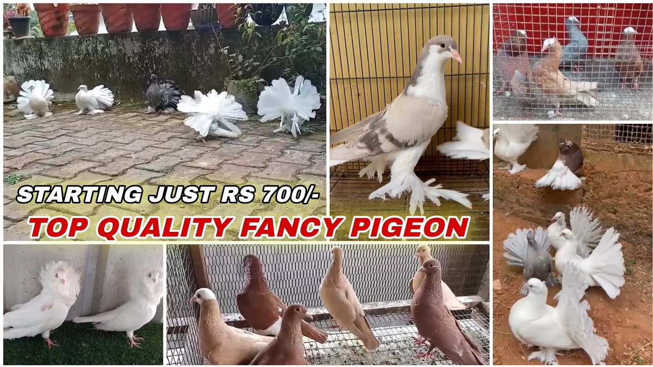 Good Quality Fancy Pigeon,Mukkhi, King,Pouter,Faintal,Siraji Kabutar New Stock