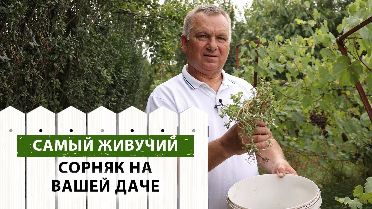 Как избавиться от ПОРТУЛАКА? Надежнее средства НЕТ!