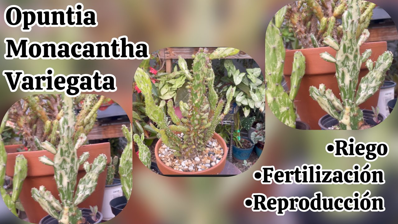 opuntia monacantha variegada  #plants #cactus #suculentas