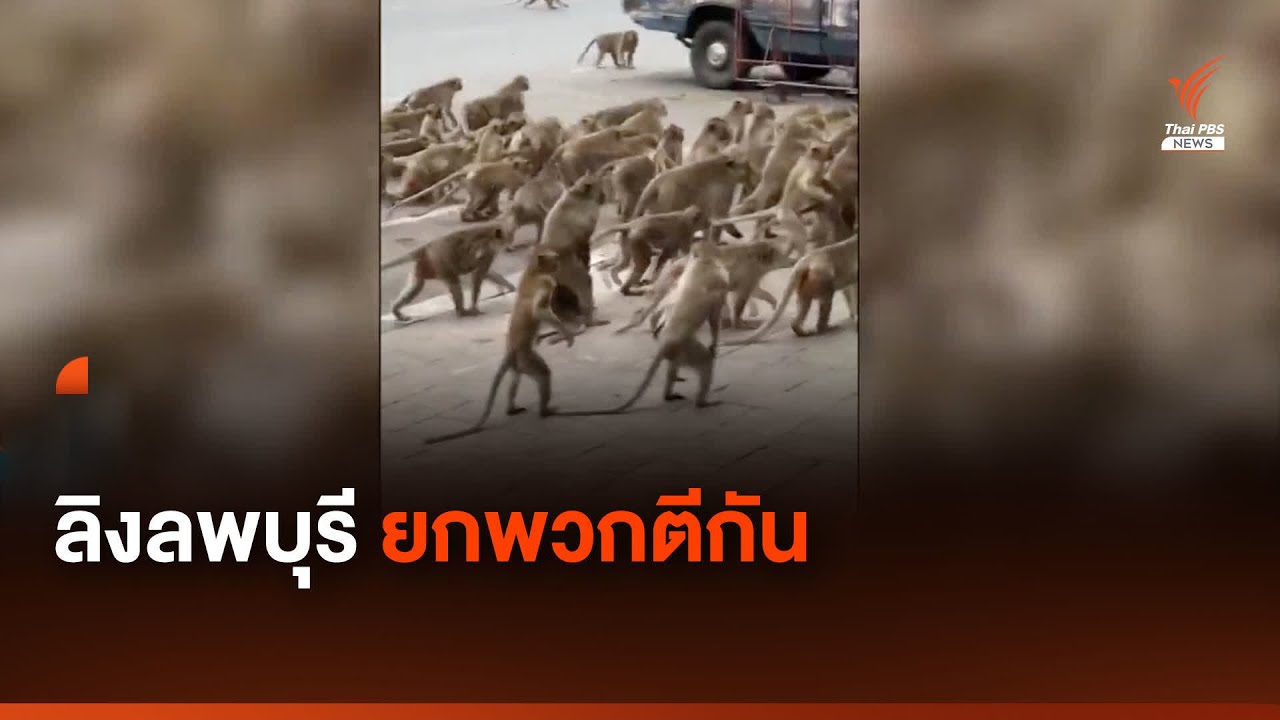 ลิง 3 ฝูงยกพวกตีกันกลางเมืองลพบุรี