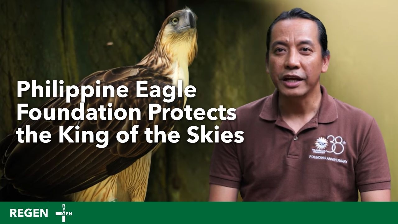 How the Philippine Eagle Foundation Protects the King of the Skies (REGEN S1EP3)