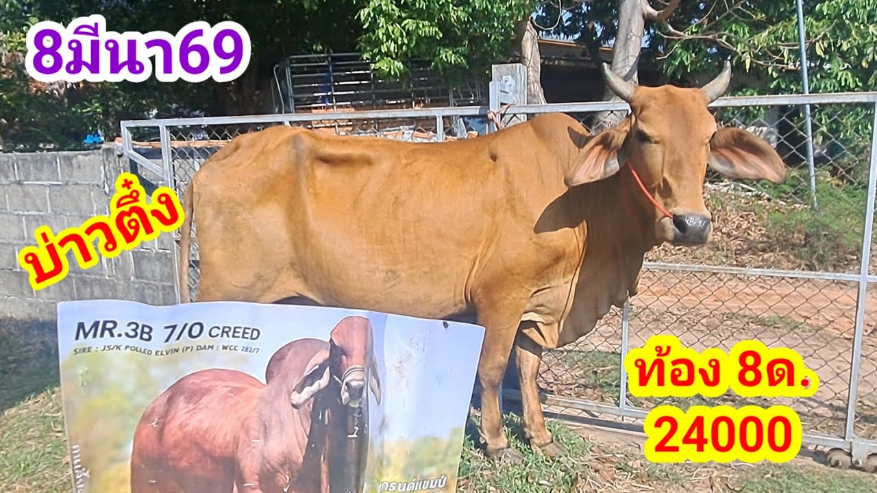 บ่าวตึ๋ง 080-188-5110 บ.นาหว้า อ.ปทุมราชวงศา จ.อำนาจเจริญ/8มีนา69