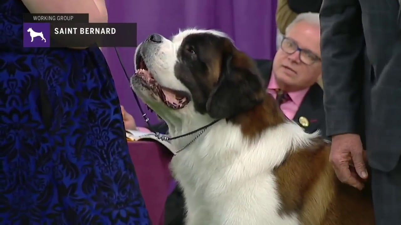 St.Bernards | Breed Judging 2019