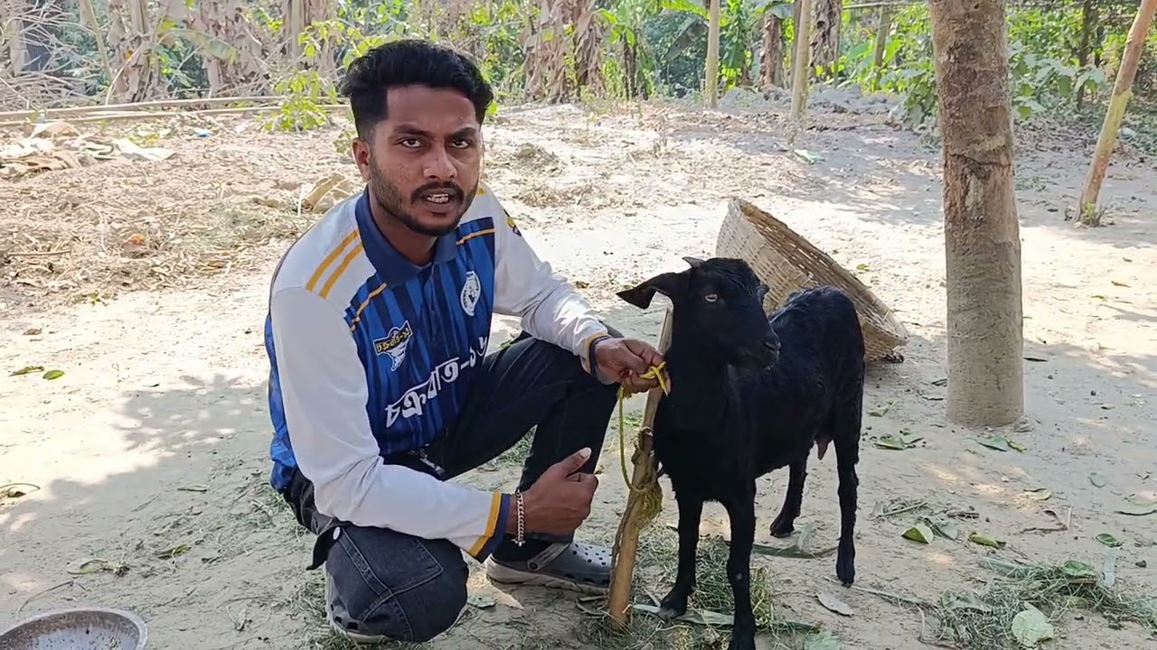ছাগলের গর্ভ ফুল বের হওয়ার চিকিৎসা @Dr-SampadSarkar 