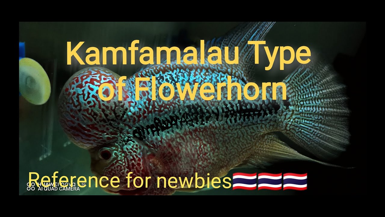Kamfamalau Type of Flowerhorn