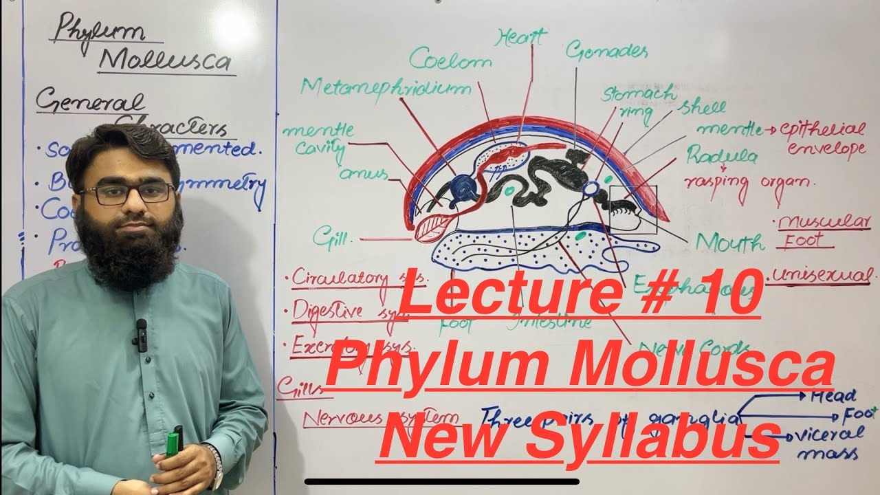 Phylum Mollusca | Class 11 Biology New Syllabus 2025 | New Book PTB