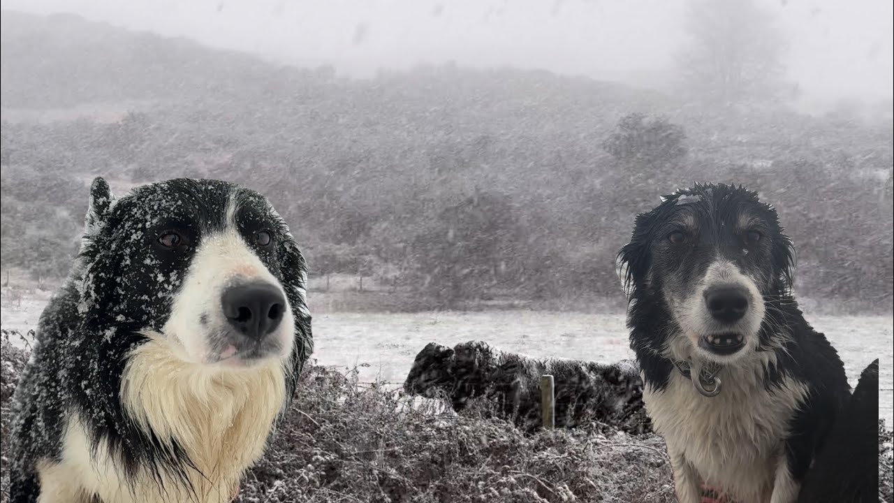 Farming in a freezing winter snow storm with my dogs