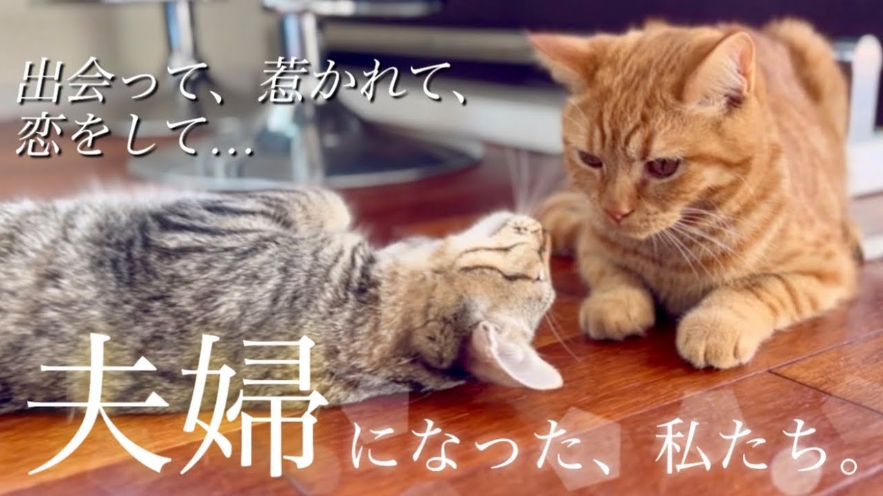 【2ヶ月の軌跡】ひとりぼっちだった子猫達が出会って夫婦になるまで【総集編】
