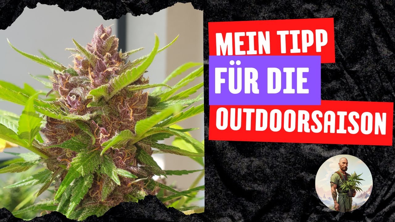Mit Automatics zur erfolgreichen Outdoorernte? Mein Tipp f&uuml;r den Cannabisanbau in Deutschland