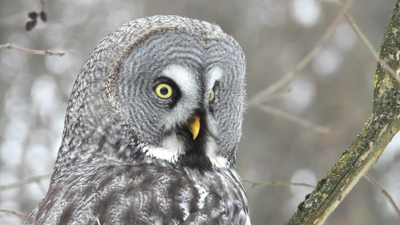 Great gray owl - Бородатая неясыть - Laplanduil