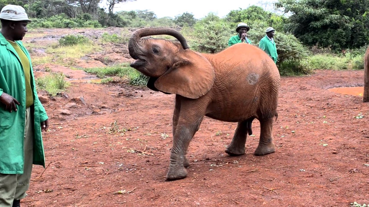David Sheldrick Wildlife Trust