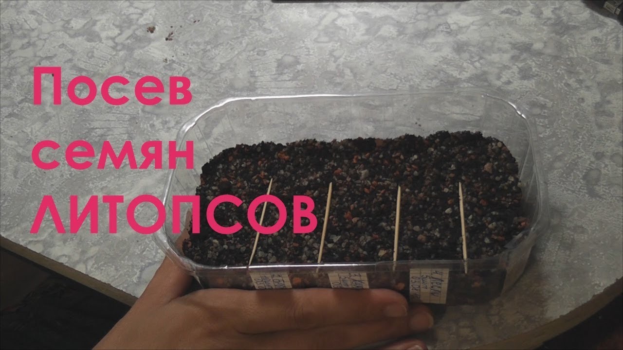 Посев семян литопсов