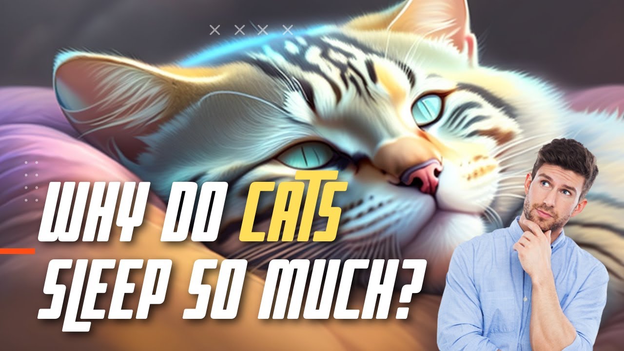 Why Do Cats Sleep So Much?