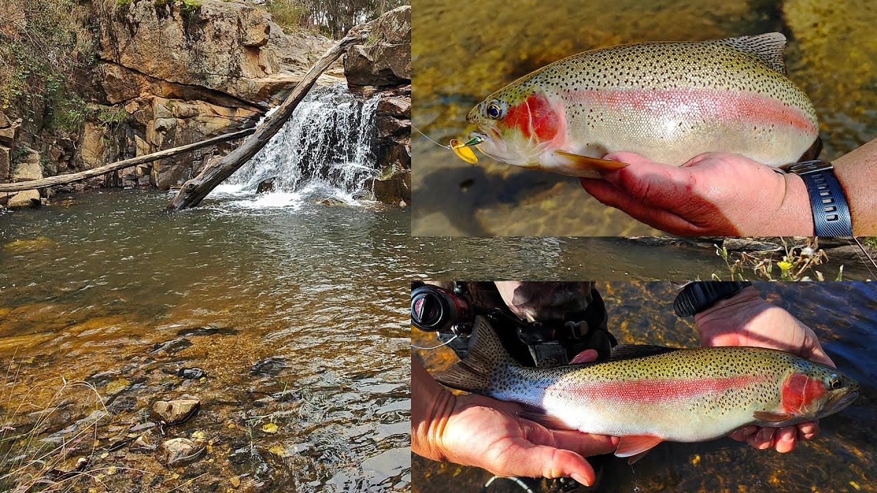 Biggest and best trout fishing adventure for years in spectacular gorge country